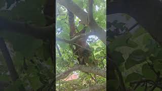 Reggie climbing his fave tree!🐱😍 #cat #ukcat #cutecat #catshorts #cattastic