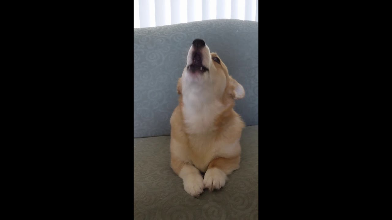 Corgi Howl