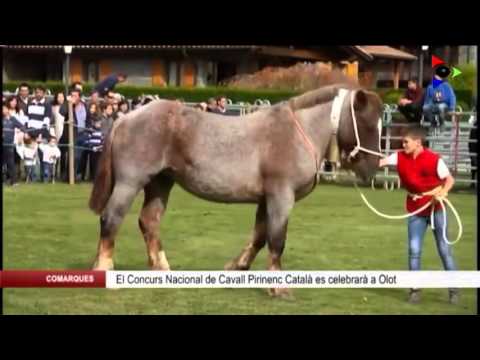 Vídeo: Els Poders Màgics De La Castanya De Cavall
