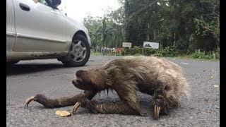 Sloth Crossing a Road