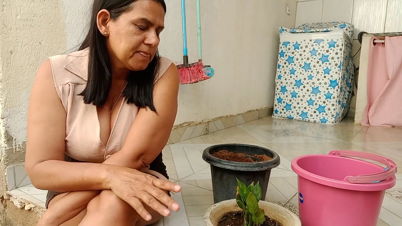 Troca de vaso de meu croto