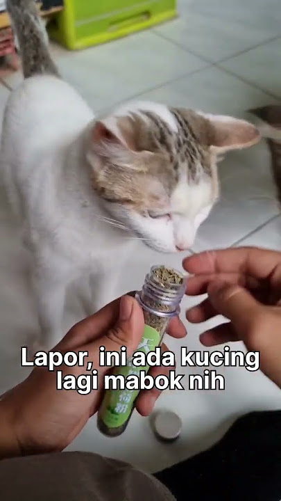 Kucing Mabuk, LAPOR BNN?!