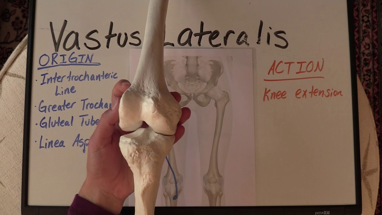 Quadriceps Femoris Anatomy