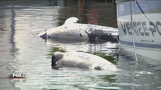 Scientists link dolphin deaths to red tide