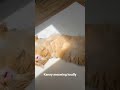 Kenny meowing loudly #cats #orange #cat meow