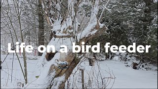 Elämää lintulaudalla / life on a bird feeder 25.3.2024 by Jari T. Lukkarinen 30 views 1 month ago 13 minutes, 46 seconds