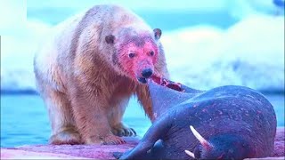 Merciless Polar Bears Crushing Their Prey To Death