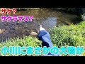 小川にサケとサクラマスが…北海道小樽