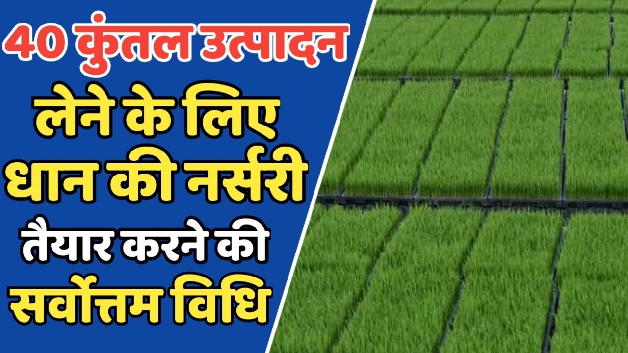 ऐसे तैयार करें धान की नर्सरी होगा छप्पर फाड़ उत्पादन // धान की खेती // Paddy Nursery