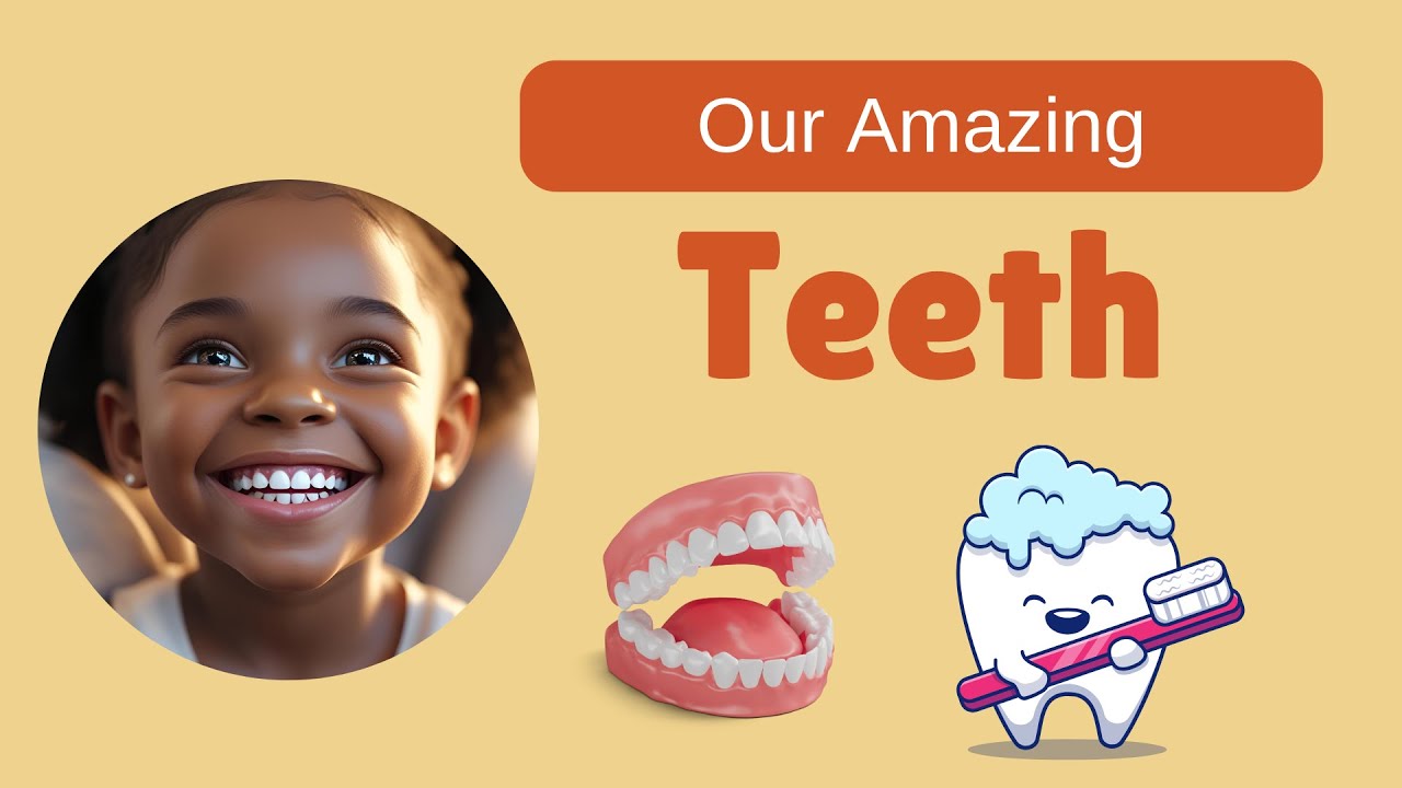 Our Amazing Teeth - YouTube
