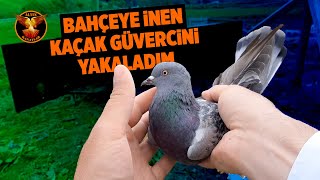 Kaçak Güverci̇n Yakaladim Güverci̇n Ve Kuşçuluk