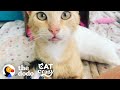 Smartest Stray Cat Follows Woman Home | The Dodo Cat Crazy