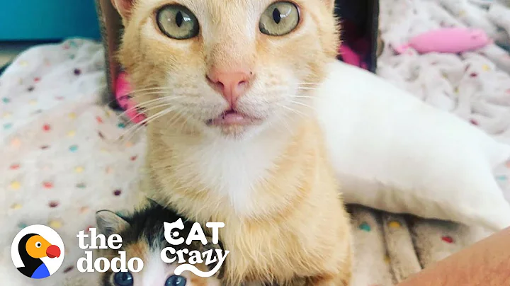 Smartest Stray Cat Follows Woman Home | The Dodo Cat Crazy