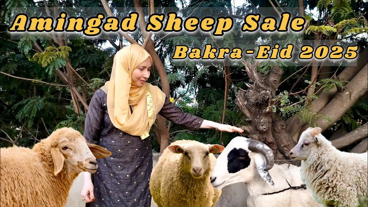Amingad Sheep for Bakra-Eid in KG Halli Bangalore@Bangalorekiyoutuber