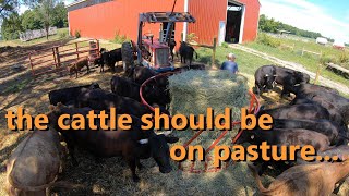 Dexter cattle: feeding hay in August?!
