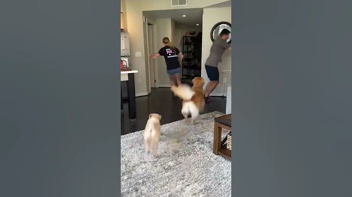Dog favorite parent challenge! #goldenretriever #dog - DayDayNews
