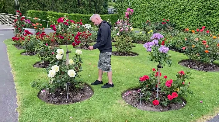 The Rose Garden at Peak Bloom, National Botanic Gardens Glasnevin - Video 2 (1 min)