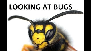 Example Insect Order ID
