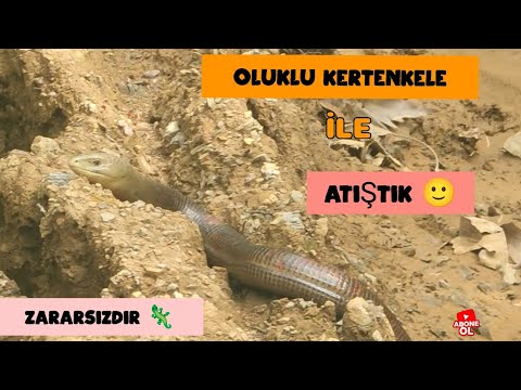 Oluklu Kertenkele İle Küçük Bir Atışma 😅 Oluklu kertenkele (Pseudopus apodus