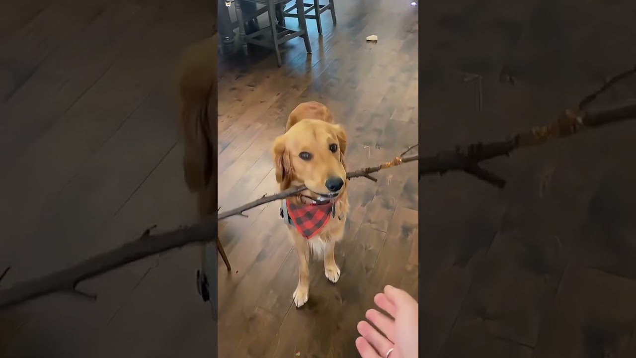 Funniest Dogs Carrying Sticks Ever Caught on Camera!