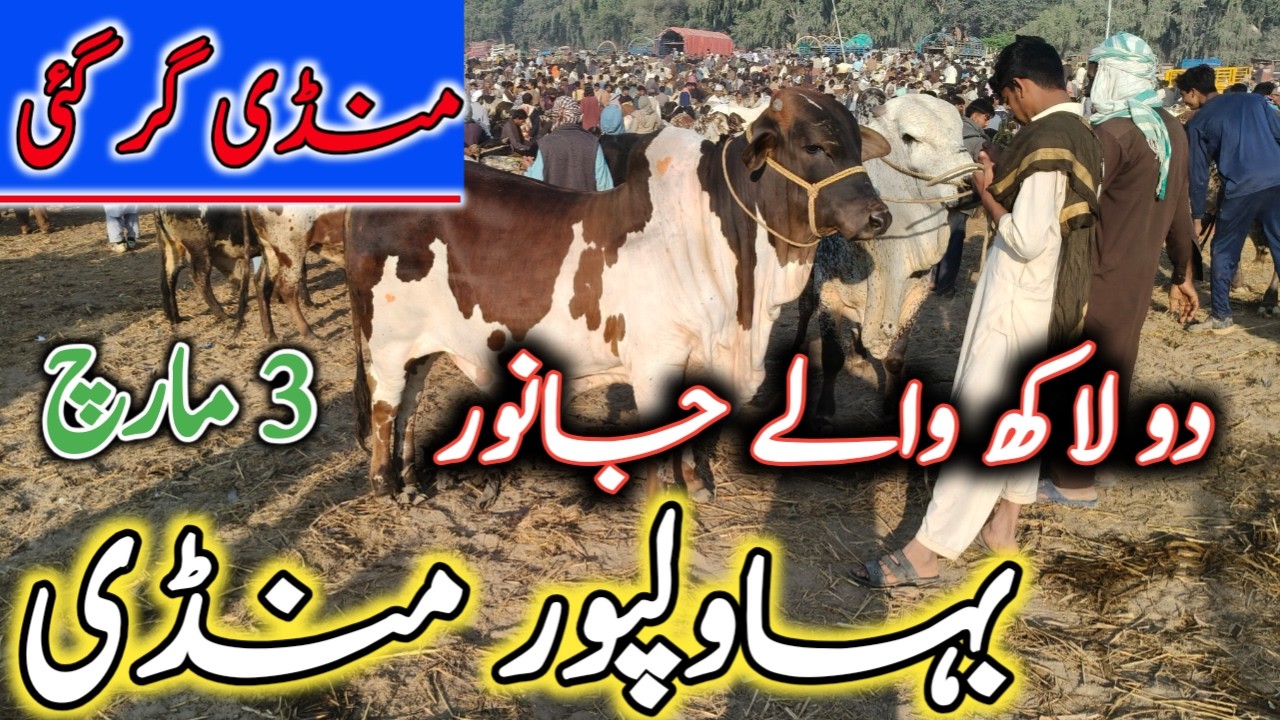 Bahawalpur Cow Mandi | Cholistani,Ablak  Bachro ki latest update. #bahawalpurmandi #qurbani2026 #cow