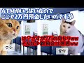 【スカッと猫ミーム】銀行員がバカにした客の正体…8000人分の口座が消えた日 #猫ミーム