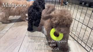 Maltipoo Puppies For Sale