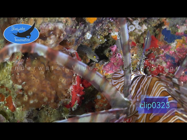 0323_Lionfish and moray eel. 4K Underwater Royalty Free Stock Footage