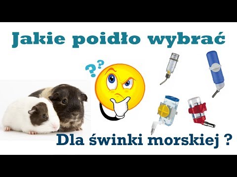 Wideo: Jak Nauczyć świnki Morskiej Pić?