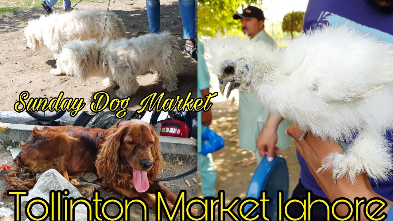 tollinton-market-lahore-lahore-dog-market-2023-sunday-dog-market