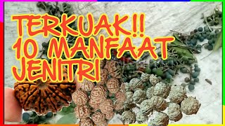 TERKUAK!!!  10 MANFAAT JENITRI YANG HARUS ANDA TAHU