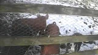 Zig Zag greyhound breeding farm (2)  21 02 10