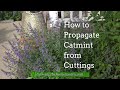 How to Propagate Catmint from Cuttings