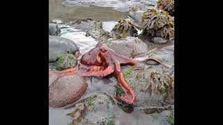This octopus was exploring tidepools at Diamond Creek this morning. What a magical creature!