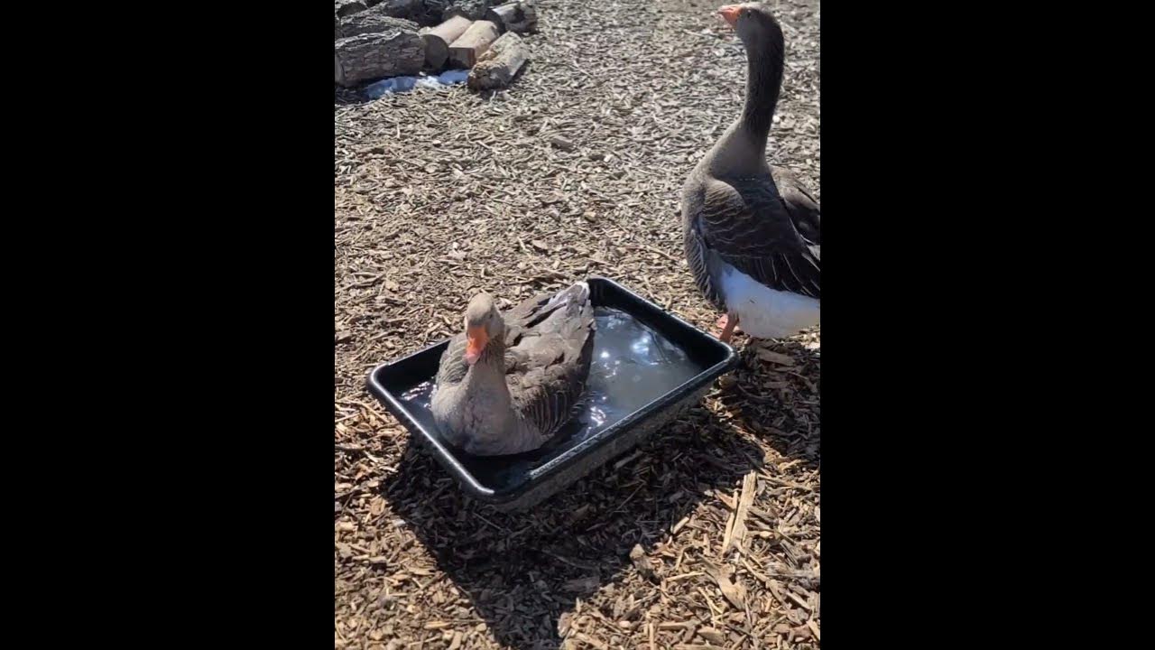 Regardless of what the groundhog says, the gander says spring has