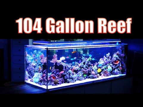 breathtaking reef aquarium hd