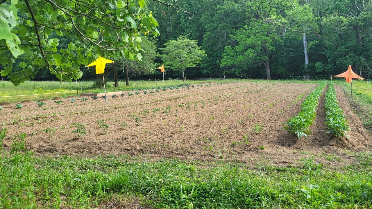 Appalachian Heritage Ep16. 2 full days in 2 full gardens! tater time