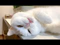 舌を触って教えても出ていることに気づかない猫!