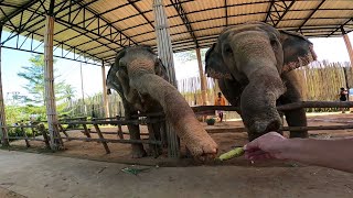 I visited the Kathu Waterfall and fed the elephants (Elephants Sanctuary Phuket)