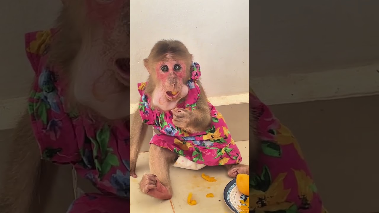 Smart monkey learns new tricks while living happily with humans 🎓🐒 