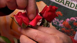 Rose Tips-Removing Guard Petals - Makes Blooms Look More Elegant