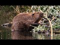Beaver Ecosystem Contributions and Facts