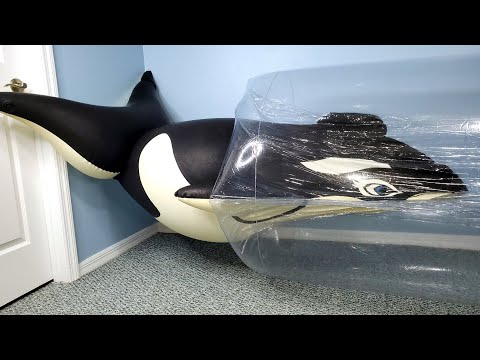 Balloon Whale Pool Toy Gets Squished Inside Giant Inflatable