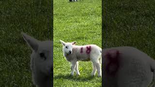 Warning: extreme cuteness overload… proceed with baa-caution 🐑💥 #sheep #lifeisbutadream #farming