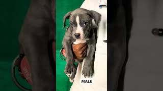 8810623046 American Bully puppy available heavy bone quality #dogfood #dogreels #dogreels