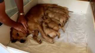 2014 Golden Retriever Puppies - 3 Weeks old