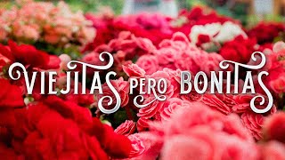 Viejitas Pero Bonitas Románticos De Corazón by Viejitas Pero Bonitas Mix 143,457 views 2 years ago 1 hour, 45 minutes