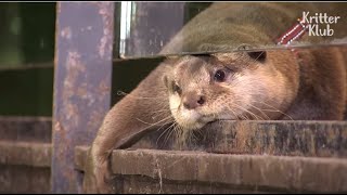 Baby Otter Always Wants To Tag Along With A Girl Who Saved His Life | Kritter Klub