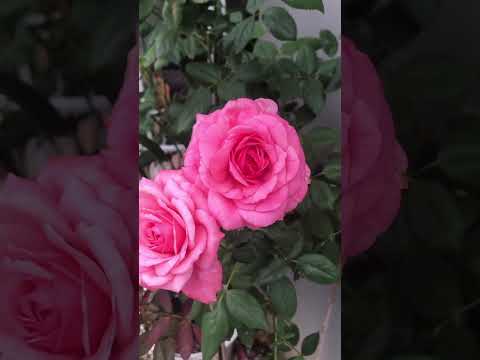 Video: Pink Garden Design – Gartenarbeit mit rosa Pflanzen