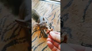 My Slippers Scare Petee Girl😂. #pets #squirrel #squirrels #wildlife #funny  #squirrelfood